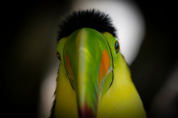 close up of a toucan