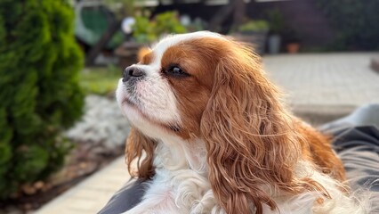 Cute puppy in garden. Cavalier King Charles Spaniel Blenheim. Dog looks away summer wind