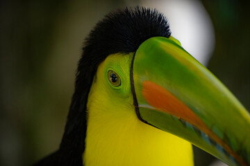 toucan bird portrait