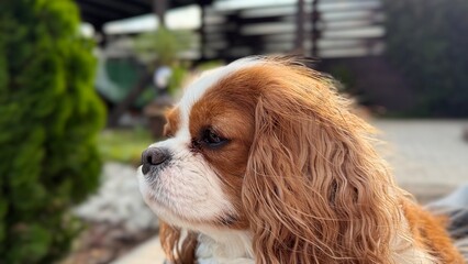 Cute puppy in garden. Cavalier King Charles Spaniel Blenheim. Dog looks away summer wind