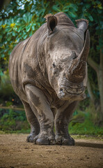 Fototapeta premium rhino in the wild