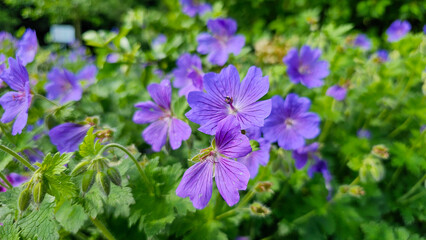 Floral background: Wild cranesbill with soft-focus leaves
