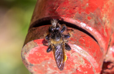 Close-up of a Laphria flava (Bumblebee Robberfly)