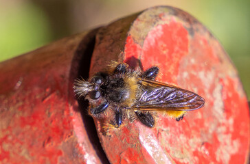 Close-up of a Laphria flava (Bumblebee Robberfly)