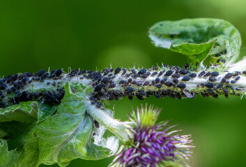Close-up of many aphids on a plant stem