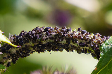 Close-up of many aphids on a plant stem