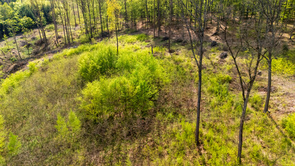 Aerial view of a lush green forest with emerging foliage, showcasing vibrant vegetation and trees in the surrounding area during springtime. Natural landscape.