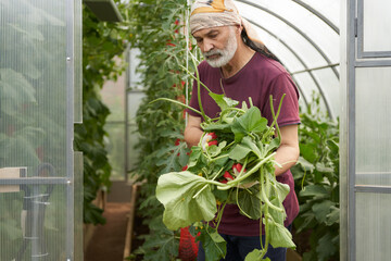 Caring for melons in a greenhouse. Forming the stem of a fruiting plant. An adult man carries an armful of cut stepsons out of a greenhouse.
