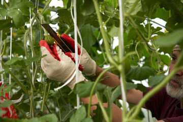 Growing watermelons in a greenhouse. Harvest rationing. A man removes an extra ovary from a stem with a sharp knife.