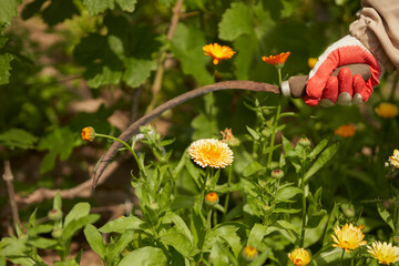 Collection of medicinal raw materials. A hand cuts orange flowers of calendula officinalis with a sickle.