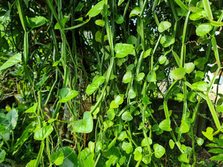 Vibrant Green Petch Sangkhat (Cissus Quadrangularis) Vines