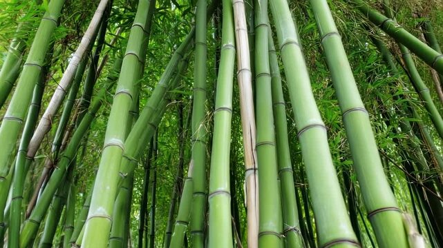 Explore a dense bamboo forest with towering green stalks swaying gently in the breeze on a sunny afternoon