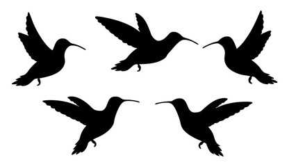humming bird silhouette vector illustration on tranparent background