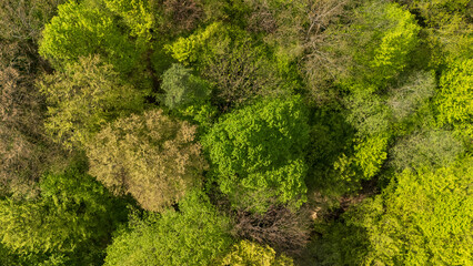 Aerial view of a lush green forest showcasing diverse trees and foliage. This vibrant landscape captures the essence of nature in spring or summer, ideal for environmental themes.