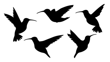 humming bird silhouette vector illustration on tranparent background
