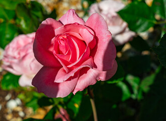 Brilliant Rose Close-up 4