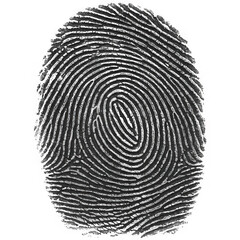 Detailed grayscale fingerprint with intricate ridge patterns isolated on transparent background