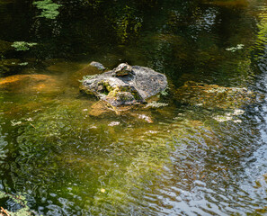 Turtle On Pond Rock