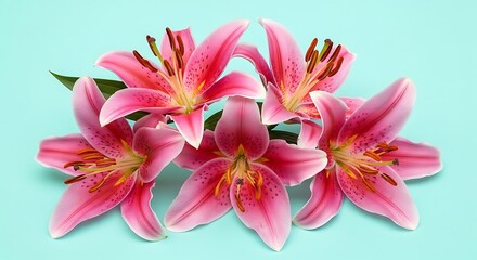 Fototapeta premium Pink Stargazer Lilies Bouquet Soft Pastel Aqua Background Floral Arrangement Closeup View pink lilies