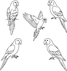 Parrot Line Art: Five Elegant Bird Illustrations for Design Projects