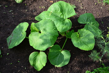 A clump of giant rhubarb plants growing in the garden