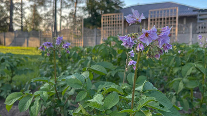 Green natural background, vegetable garden, greenery, grass.