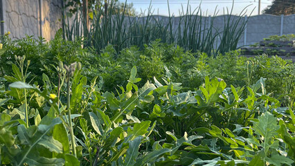 Obraz premium Green natural background, vegetable garden, greenery, grass.