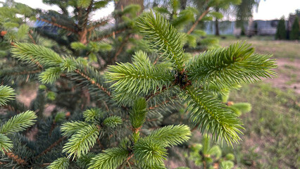 Young spruce sprout, bud, spruce branches on a natural background.