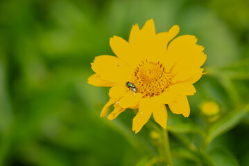 beautiful Heliopsis blooms beautifully on the lawn. High quality photo