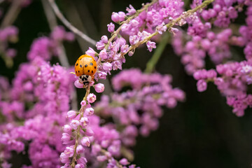 Harlequin ladybird Asian beetle on pink blossom of tamrix tree with glossy orange shell and black...