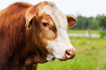 Side Gaze of the Bull