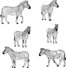 Elegant Zebra Line Art: Six Unique Designs