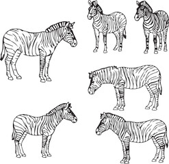Zebra Line Art: Six Unique Zebra Illustrations for Design Projects