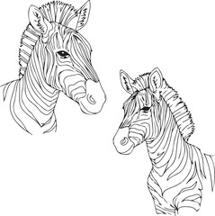 Elegant Zebra Portraits: Line Art Drawings of Equine Beauty