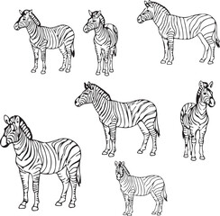 Striking Zebra Line Art: Six Unique Illustrations for Design Projects