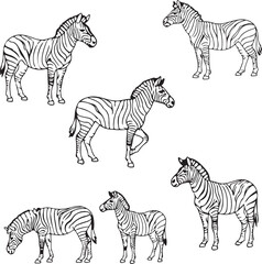 6 Line Art Zebras: Elegant Black and White Animal Illustrations
