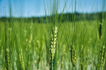 Green Wheat Field Close-Up - Young Cereal Crop Under Summer Sun