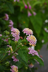 ピンク色のランタナ