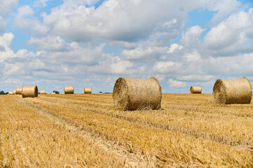 Fototapeta premium Round bales of straw are arranged in a harvested field under a bright blue sky filled with fluffy clouds.