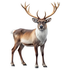 Fototapeta premium reindeer animal isolated on white background 