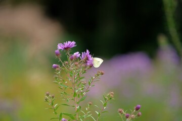 : A white butterfly rests on a purple flower. The blurred background highlights the delicate scene,...