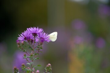 : A white butterfly rests on a purple flower. The blurred background highlights the delicate scene,...