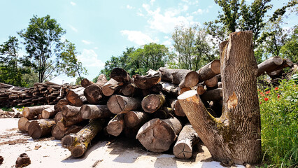open air lumberyard: tree trunks cleaned of branches stacked in pile, ready for joinery