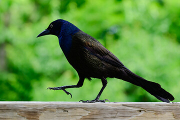  crow on the fence