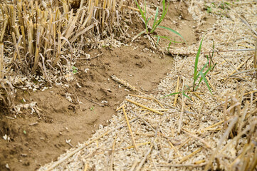 Cut straw lies on bare soil in a rural agricultural field, indicating the end of a harvest season.
