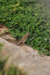 Gorrión de collar rufo (Zonotrichia capensis) deambulando, por la plaza central de la ciudad Yurimaguas, buscando seguramente algunas semillas o gusanos de las cuales se alimenta.