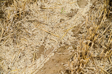 Wheat husks cover the ground in a harvested field, signaling the end of the harvest season under a sunny sky.