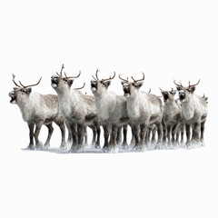 Reindeer Chorus A Herd of Reindeer Singing in the Snow