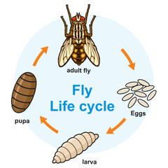 Fly life cycle insect vector illustration