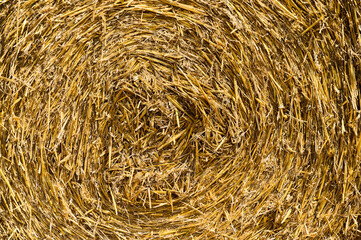 Golden hay bales neatly arranged in a spiral pattern in a tranquil rural farmland at sunset.